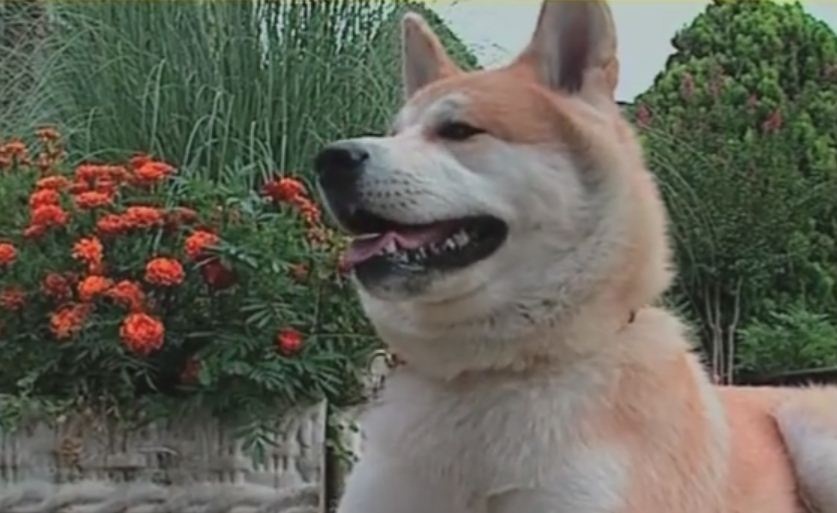 Акита изуједала дечака по глави и леђима!